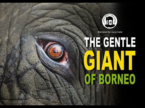 The Gentle Giant of Borneo (-Malay SUB)