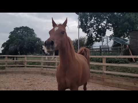Chestnut Arabian mare