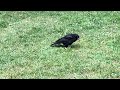 My friend crow at Friendship Park in New Westminster | Royalty free videos