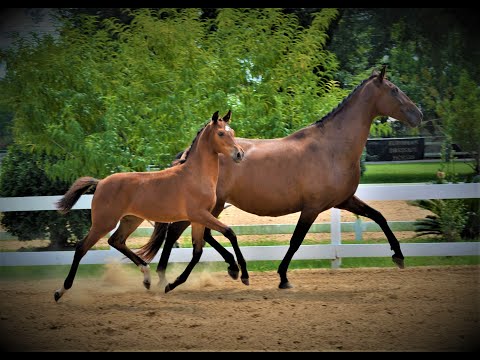 "For Real M.R." Filly by For deniro M.R. VIDEO at 4 moths old