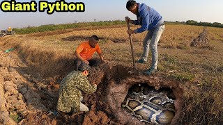 Help the People subdue the Giant Snake ||Giant King Cobra Hunter