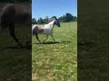 Hongre ONC, 3ans debourré