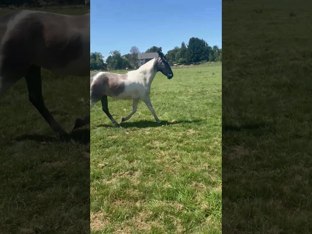 Hongre ONC, 3ans debourr&eacute;