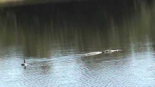 Heron Shores - Duck follows Alligator on Lake!!!
