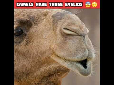 😱Unknown facts about Camels 😲#shorts #youtubeshorts