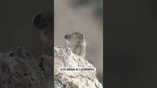 Download lagu Meet the Pika mp3