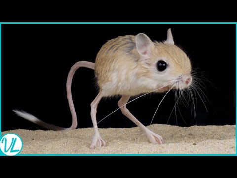 So Tiny, So Epic: The Pygmy Jerboa