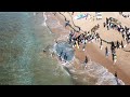 The Greatest Shoal On Earth