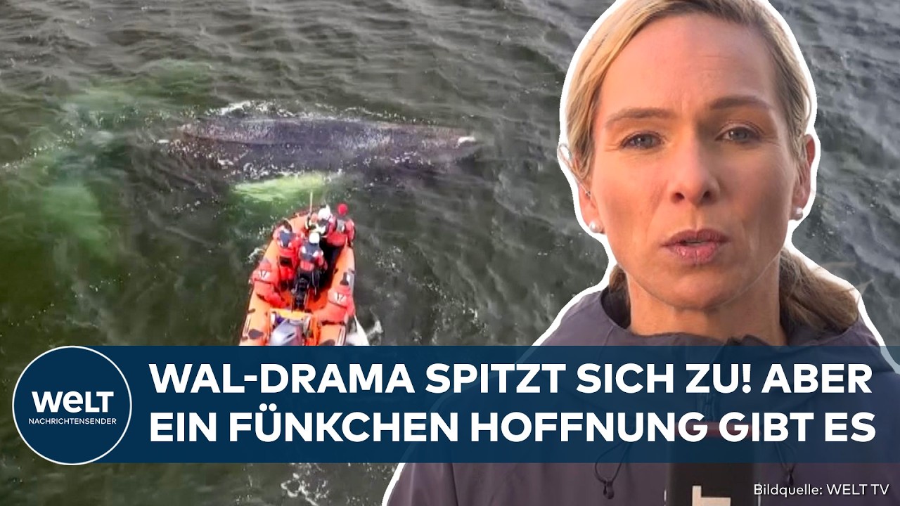 OSTSEE: Keine neue Rettungsaktion für gestrandeten Buckelwal – Sind das seine letzten Stunden?