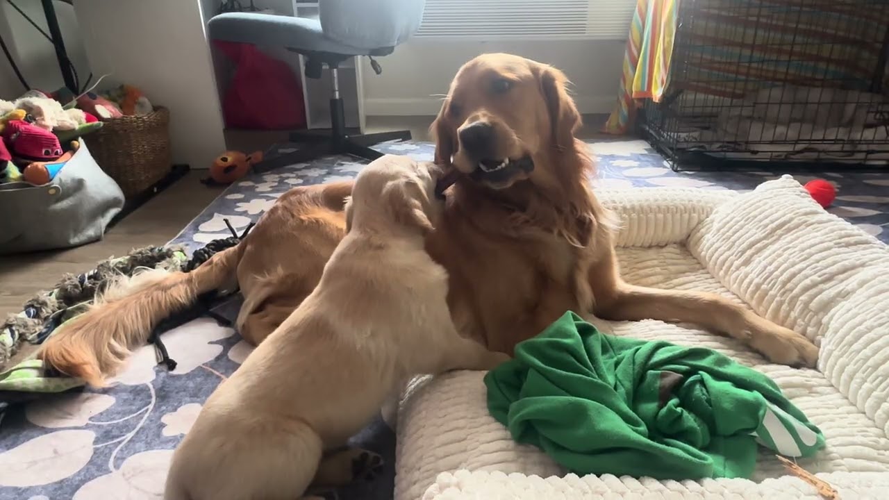 Golden Retriever Shares Bully Stick With New Sister || ViralHog