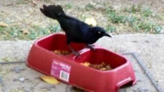 preview picture of video 'Smart Grackle in Jamaica'