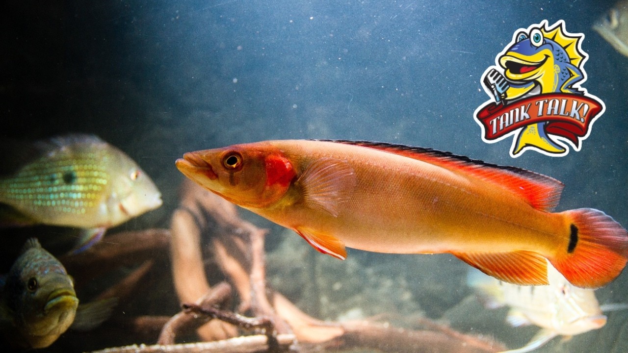 The Coolest Odball Fish!