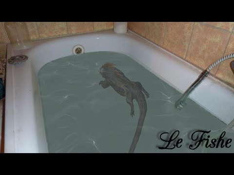 Vampire Coast after Capturing Amanar