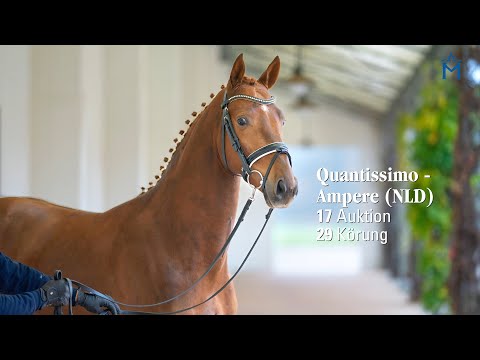 Nr. 17 Hengst v. Quantissimo - Ampere (NLD)