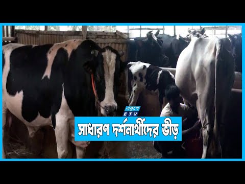 গোপালগঞ্জের হাটে ২৫-৩০ মণ ওজনের বিশাল বিশাল গরু