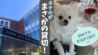 【奇跡の貸切】初めての犬旅が最高すぎた✨ 愛犬と泊まれる温泉宿｜ホテル神戸六甲迎賓館