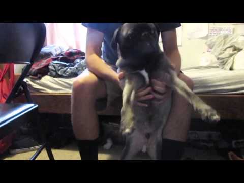 PUG DROPS THE BASS!