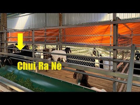 , title : 'Xử Lý Dê Con Chui Ra Máng Ăn - Kỹ Thuật Nuôi Dê'