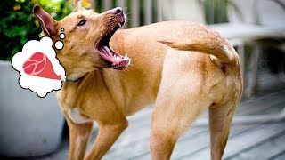 Why do dogs lick their lips and bite themselves?