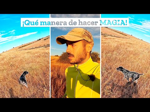 Este perro 𝘀𝗲 𝗵𝗮 𝗽𝗮𝘀𝗮𝗱𝗼 𝗲𝗹 𝗷𝘂𝗲𝗴𝗼😲 hoy sí encontramos muchas🤩