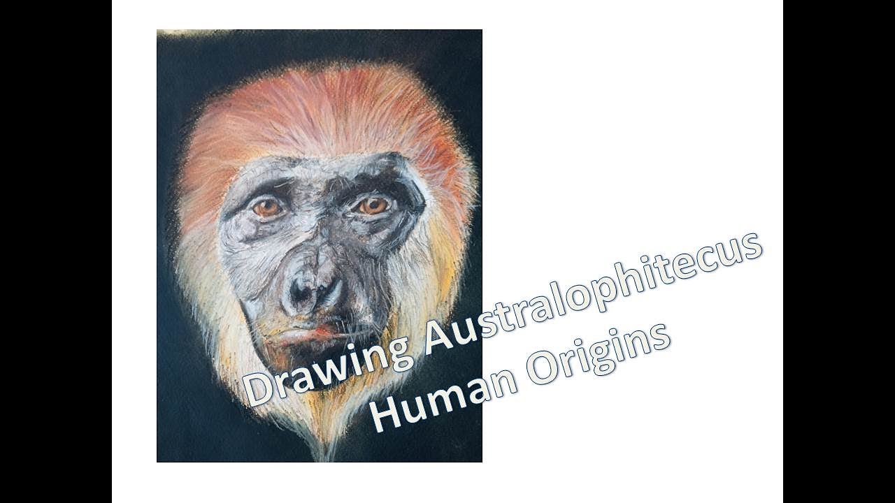 Human Origins: Drawing an Australopithecus afarensis / Desenhando um Australopiteco: Origens humanas