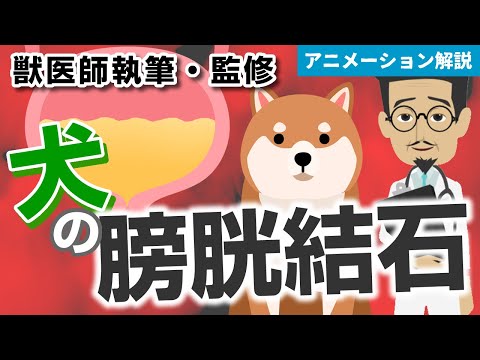 犬の膀胱結石:症状、治療、アフターケア