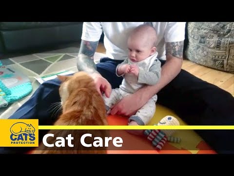 Cats and babies - Cats Protection's Kids and Kitties - YouTube