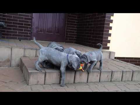 Litter "N" ex Cubile Lamia: Neron, Nolan, Nairi & Niva (8 weeks)