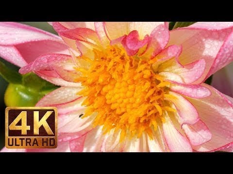 MACRO FLOWERS 4K Nature Scenes with Natural Sounds Part 1 1 5 HRS of Relaxation