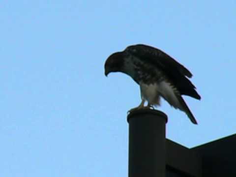 7 25 2013 cornell red tailed hawk d2 on lamp, looks to fly, changes mind, foot up