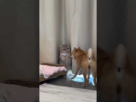 Funny and cute dogs compilation#funnydogs#cute#doglover#doglife#cure#dogshorts#pet#doglife