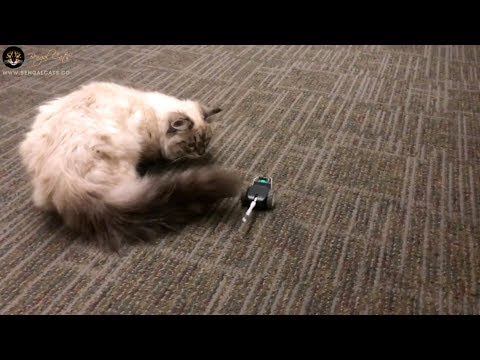 Kitten vs Mousr (Robot Mouse in Auto Play on Carpet)