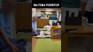 前に進んでる詐欺が上手い愛犬 #greatpyrenees #犬のいる生活 #大型犬のいる生活 #大型犬 #大型犬と暮らす #グレートピレニーズ #愛犬 #癒し