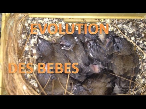 download lagu mp3 mp4 Bebe Moineau Du Japon, download lagu Bebe Moineau Du Japon gratis, unduh video klip Bebe Moineau Du Japon