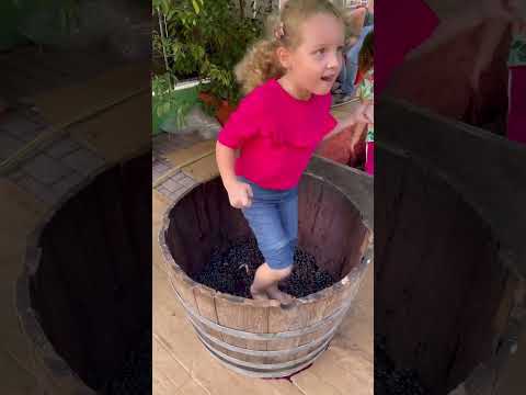 Grape stomping, a traditional italian method of wine making