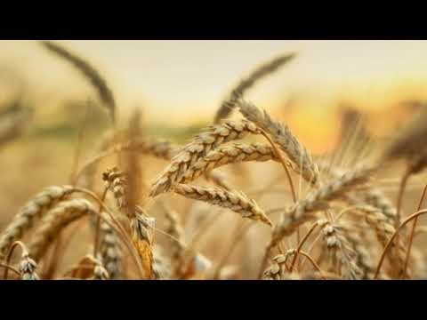 Селска мука - Негован Станковић Жућа