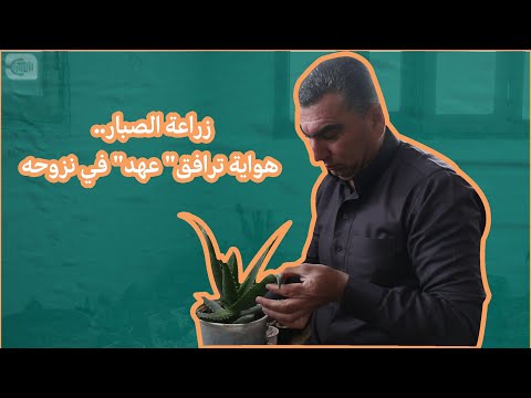 زراعة الصبار هواية ترافق عهد في نزوحه