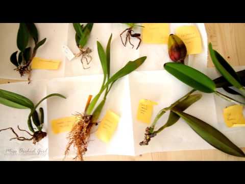 Mail time! - Orchids and letters