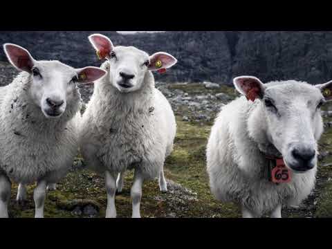 Dyrevelferd i fokus på Adamstuen