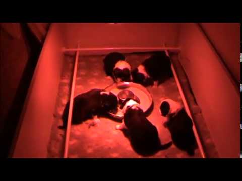 Border collie 1an (Domaine de l'harmonie)