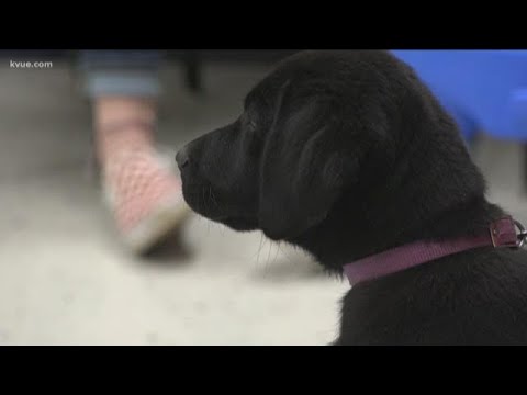 Back to Class: Puppy training at Wimberley HS to one day save lives