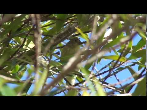 Lesser Goldfinch female