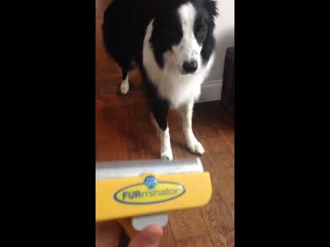 Furminator : the BEST dog grooming tool you can own