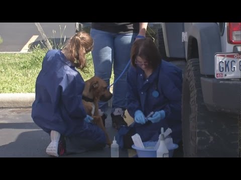 Dog shelter still reeling from distemper outbreak