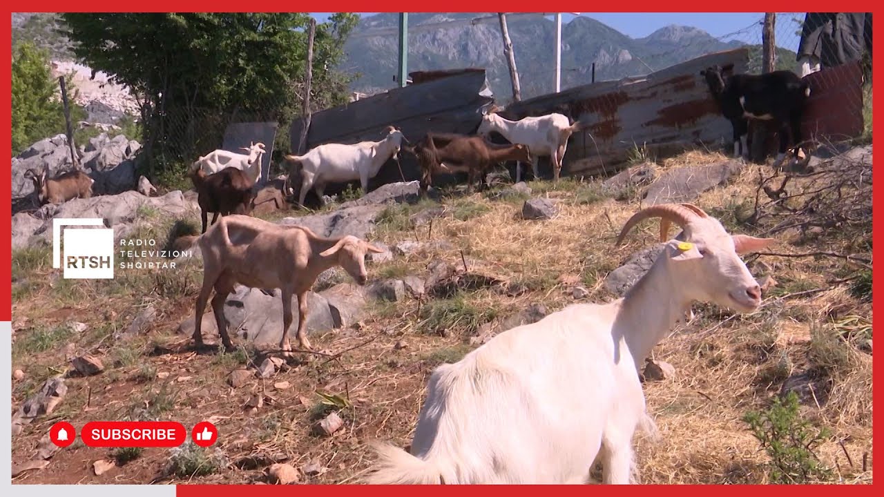 Postriba drejt fundit të karantinës. Mbush afatin 30-ditor, shërbimi veterinar e ka nën monitorim