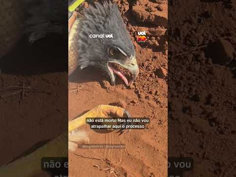 Gavião é flagrado imobilizado por cobra durante pescaria em Mato Grosso do Sul