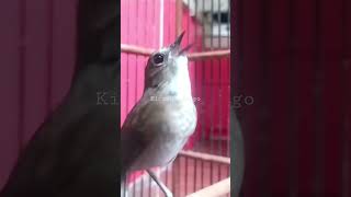 Download lagu jongkangan gacor ngeplong mp3 Download lagu jongkangan gacor ngeplong mp3