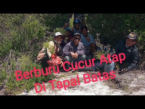 Berburu Cucur Atap Di Ujung Borneo