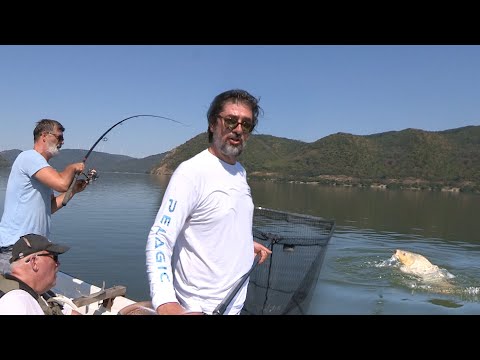 Pecanje šarana na Dunavu - Vojin i Bojan Ćetković pecaju sa Boletom - Dubinsko pecanje šarana