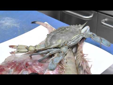 Report TV - Rreze Dielli, "Te gatuajme me zonjen Tefta" Dandy Pj.1